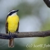 kiskadee_great_tar_h_0776_cos1109.jpg